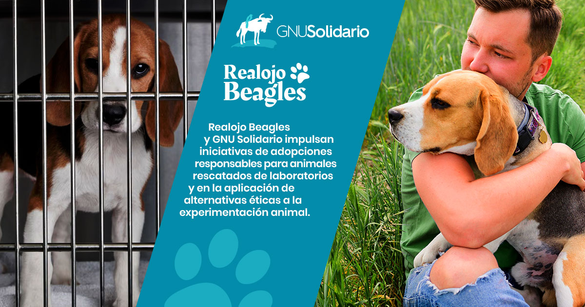 Realojo Beagles 
           y GNU Solidario impulsan               
         iniciativas de adopciones  
       responsables para animales    
      rescatados de laboratorios